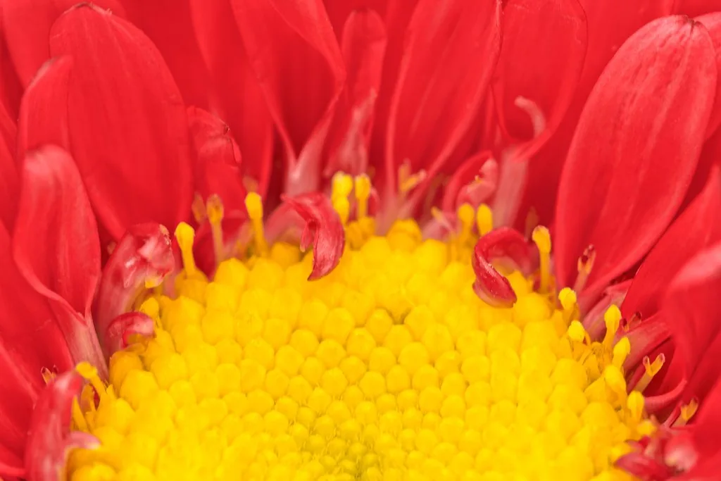 翠菊(Callistephus chinensis)