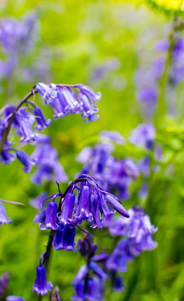 蓝铃花(Hyacinthoides non-scripta)