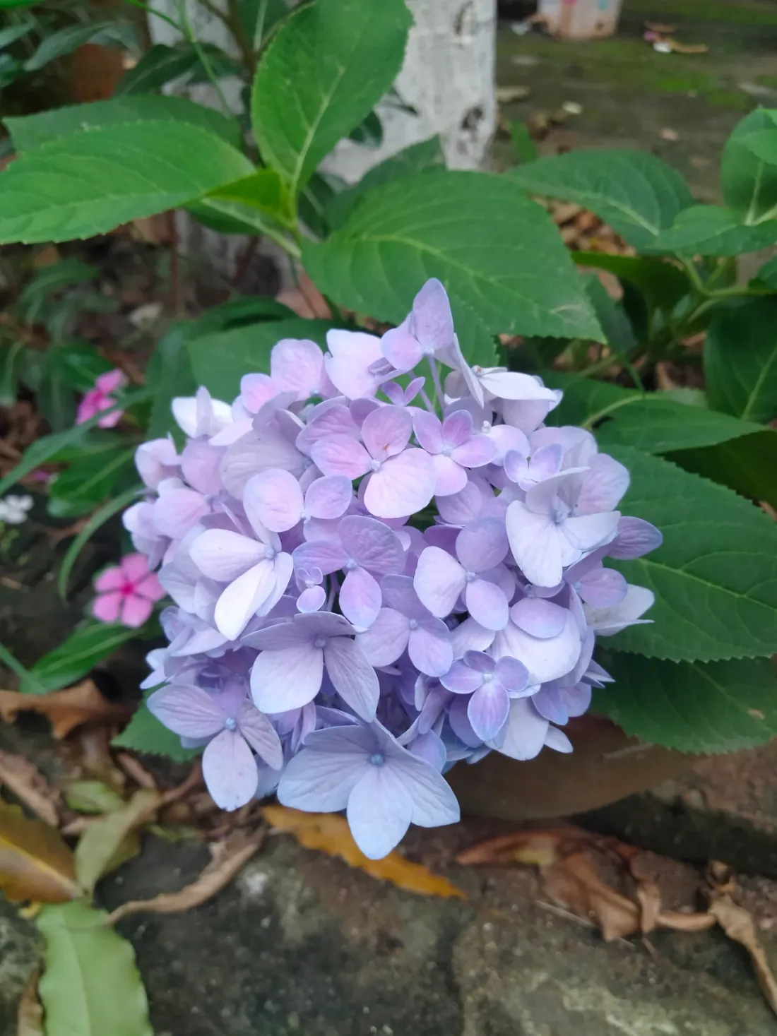 绣球(Hydrangea macrophylla)
