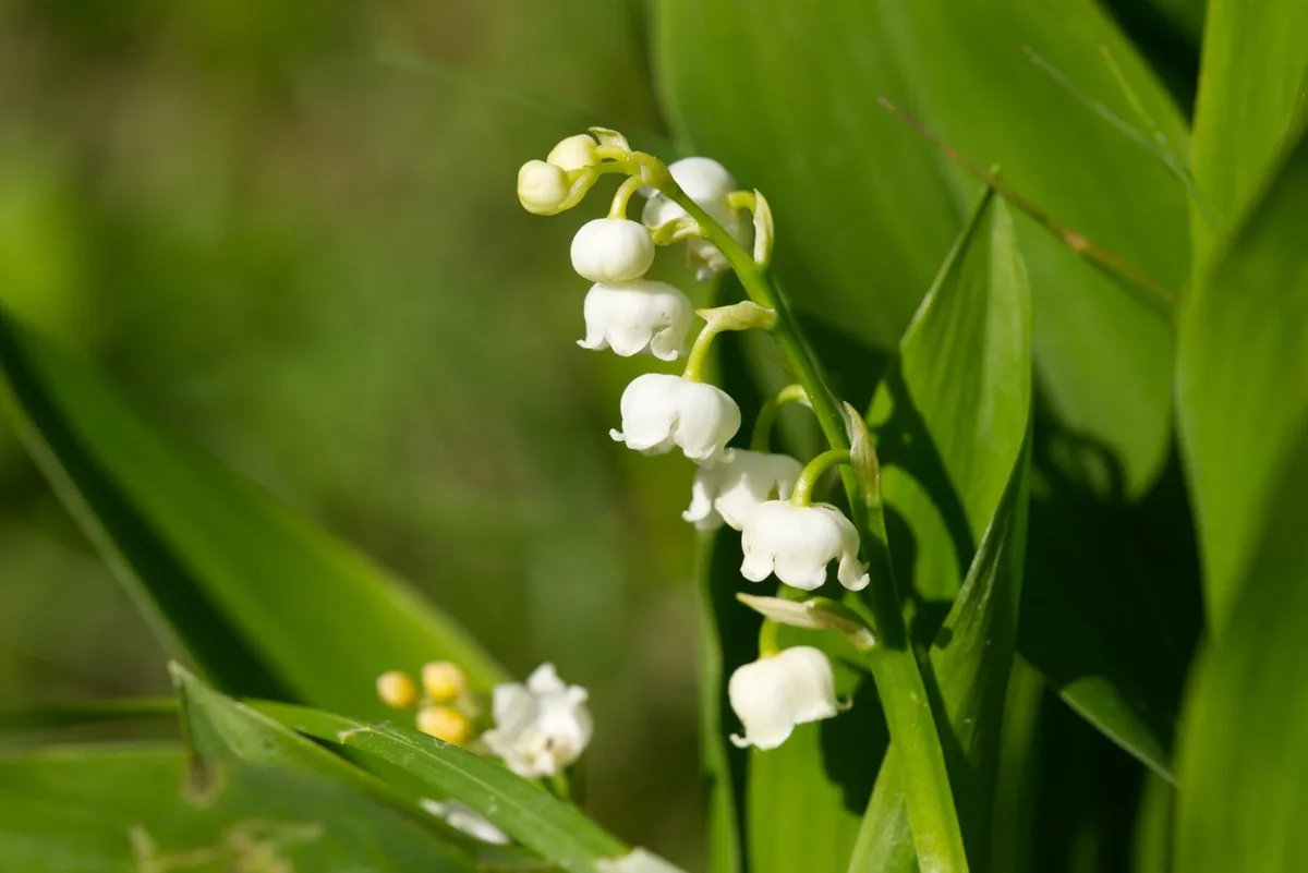 铃兰(Convallaria majalis)