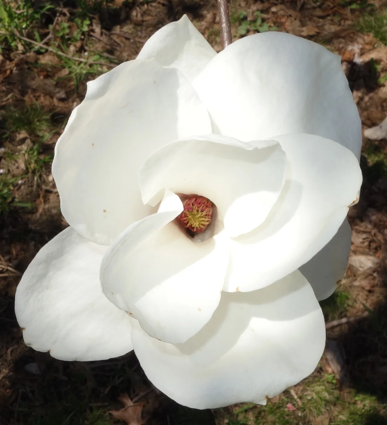 Magnolia blossom