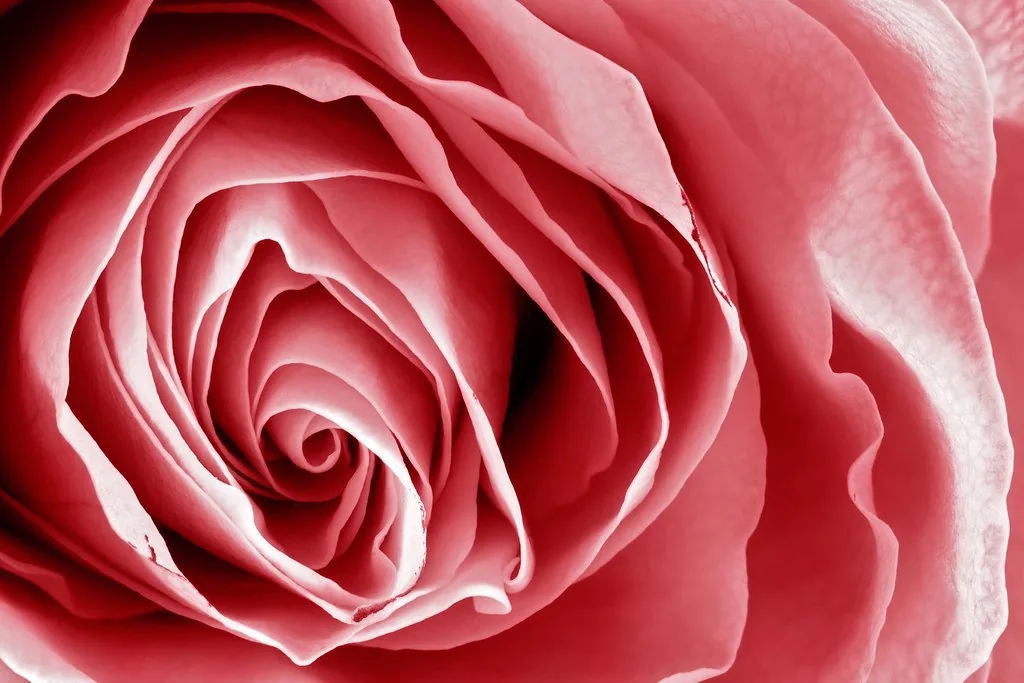 玫瑰(Rosa)
