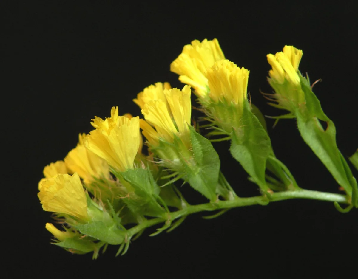 补血草(Limonium sinuatum)