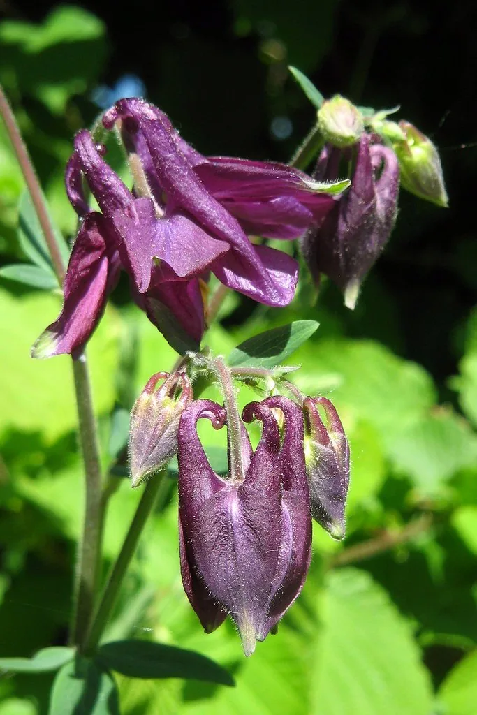 紫罗兰(Matthiola incana)